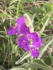 Tradescantia crassifolia