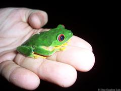 Agalychnis taylori