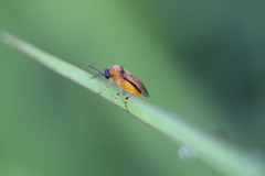 Athalia rosae