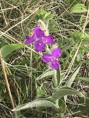 Tradescantia crassifolia