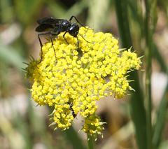 Cymopterus lemmonii