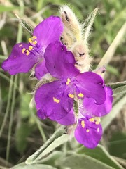 Tradescantia crassifolia