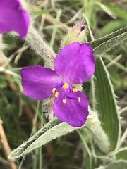 Tradescantia crassifolia