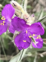Tradescantia crassifolia