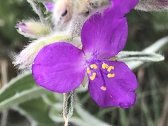 Tradescantia crassifolia