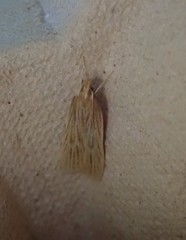 Helcystogramma rufescens