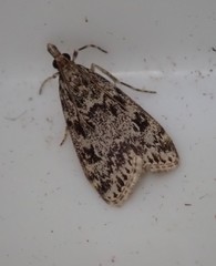 Eudonia truncicolella