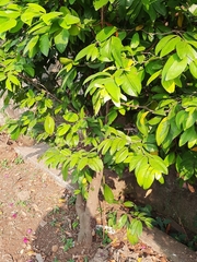 Cynometra cauliflora