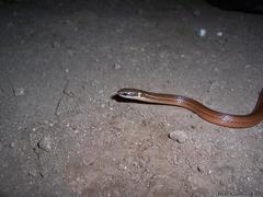 Coniophanes meridanus