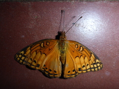 Euptoieta hegesia meridiania