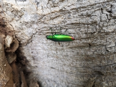 Chrysochroa fulminans