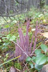 Alloclavaria purpurea