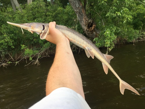 Shovelnose Sturgeon
