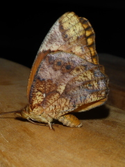 Euptoieta hegesia meridiania