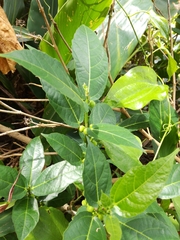 Ficus cumingii terminalifolia