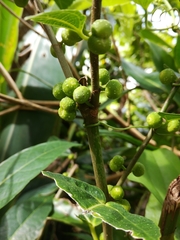 Ficus cumingii terminalifolia