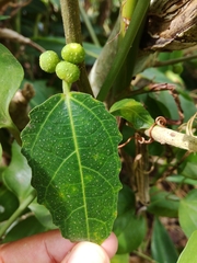 Ficus cumingii terminalifolia