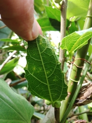 Ficus cumingii terminalifolia