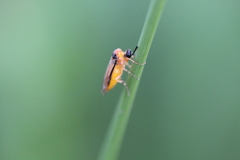 Athalia rosae