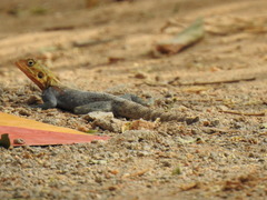 Agama lionotus