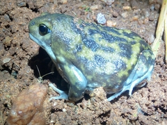 Uperodon systoma