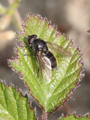 Cheilosia variabilis