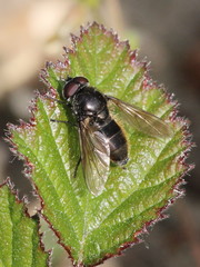 Cheilosia variabilis