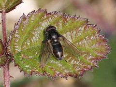 Cheilosia variabilis