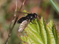 Cheilosia variabilis
