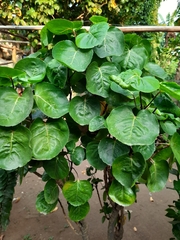 Polyscias scutellaria