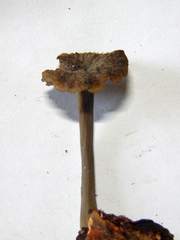 Craterellus undulatus