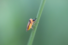 Athalia rosae