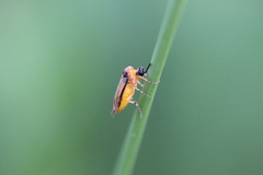 Athalia rosae
