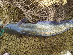 Silurus glanis