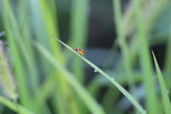 Athalia rosae