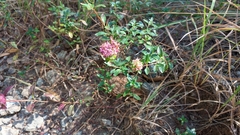 Monardella purpurea