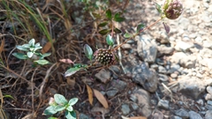 Monardella purpurea