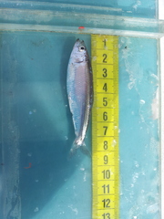 Clupeonella cultriventris