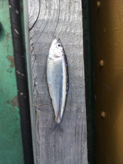 Clupeonella cultriventris