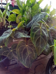 Anthurium crystallinum