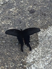 Papilio demetrius