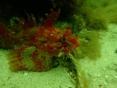 Hemitripterus americanus