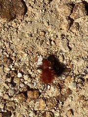 Dasymutilla flammifera