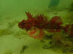 Hemitripterus americanus