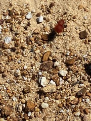 Dasymutilla flammifera