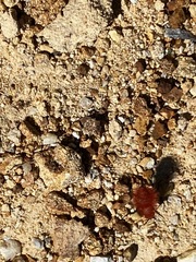 Dasymutilla flammifera