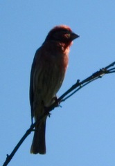 Haemorhous mexicanus