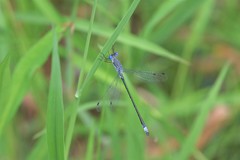 Lestes forcipatus