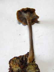 Craterellus undulatus