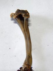 Craterellus undulatus